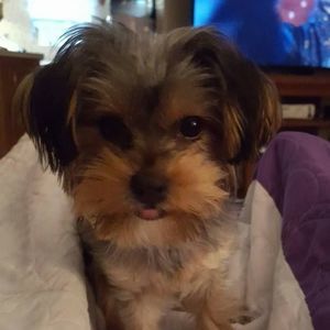 Meet your Posher, Robin